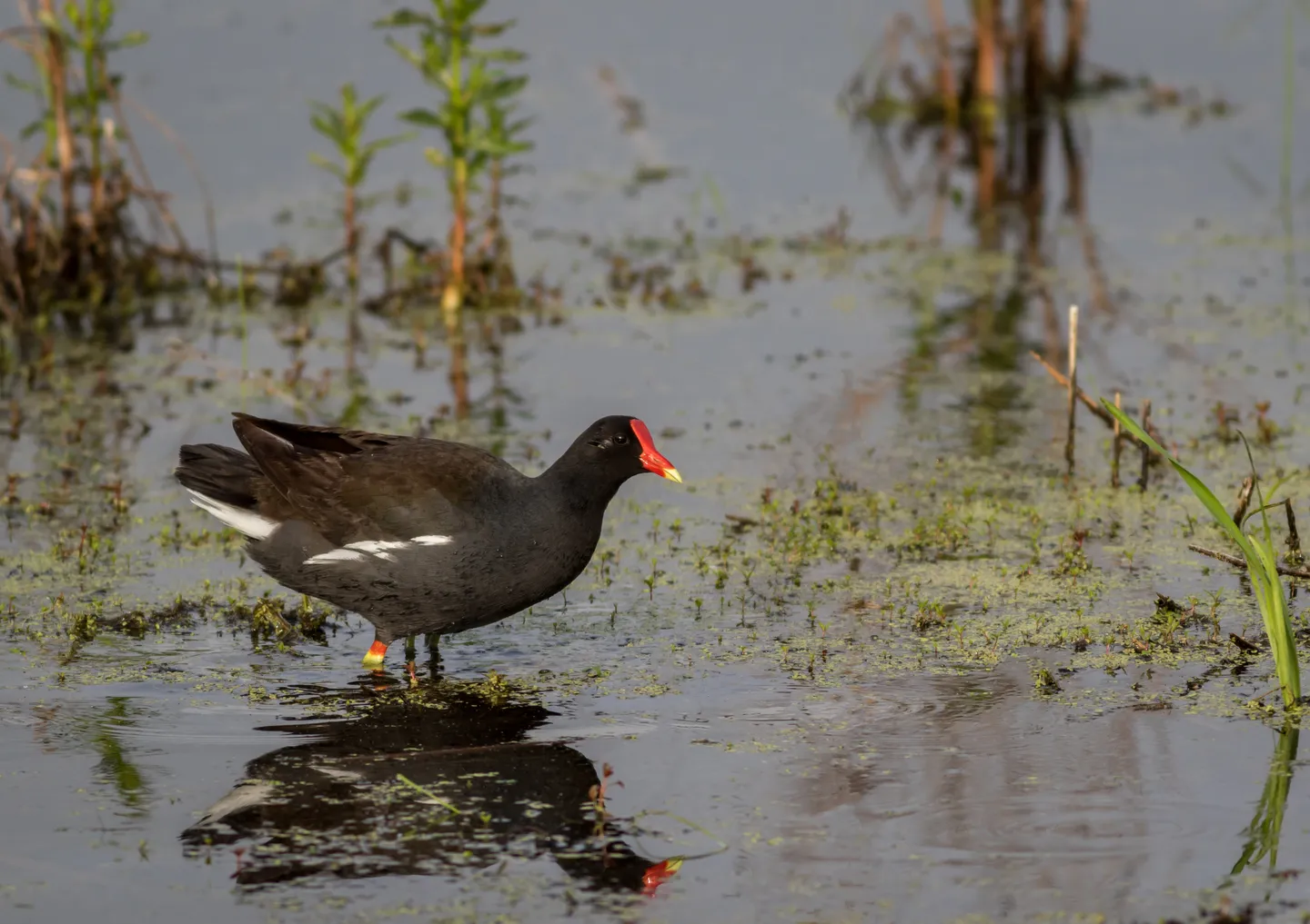 A Wetland Bird Haven: Blackwater River Common Gallinule Site (Maine) 
